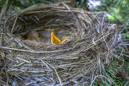 Baby birds in nest with mouths open. Turdus pilaris. The nest of catbird in nature.