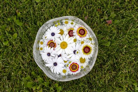 Flowers blooming daisy chamomile in pot on green grass background, top viewの写真素材
