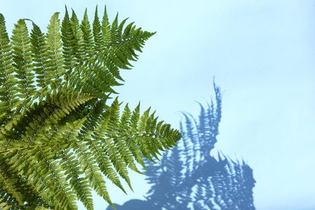 Green fern leaves with shadow on blue background. Abstract tropical leaf background, summer concept