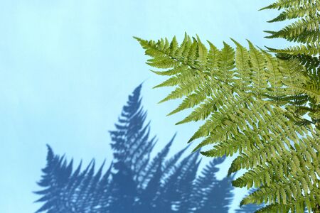 Green fern leaves with shadow on blue background. Abstract tropical leaf background, summer concept