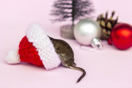 Gray mouse is looking for gifts, candy sweets in red Christmas hat. Rat is symbol of New year 2020 according to Chinese calendar.の写真素材