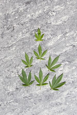 Green leaves cannabis, marijuana on marble table. Legalization medical hemp.の写真素材