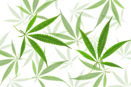 Green cannabis leaves with five fingers, marijuana on white background, legalization medical hemp.の写真素材