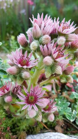 Beautiful blooming flower succulent Echeveria elegans, natural cactus in gardenの写真素材