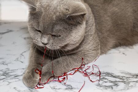 Gray cat plays with New Year's tinsel, decorations. Concept Christmas baubles are danger pet friendly.の写真素材