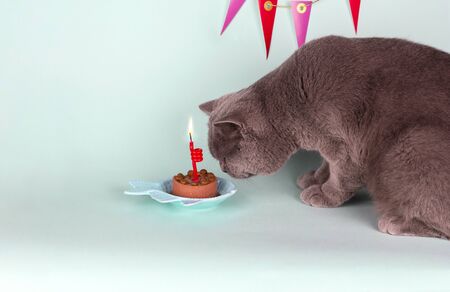 British gray cat blows out candle on cake on light blue background. Birthday Cat Party copy space.