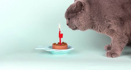 Gray British breed cat blows out candle on cake on light blue background. Birthday Cat Party close-up, wide format, banner with copy space.の写真素材