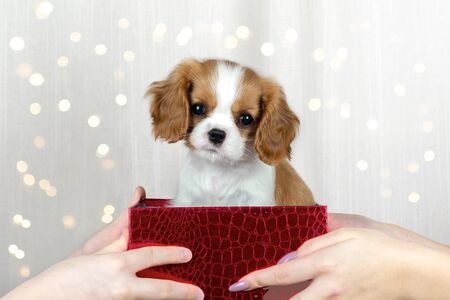 Women's and children's hands hold gift red box with Purebred cute puppy Cavalier King Charles Spaniel on lights backgroundの写真素材