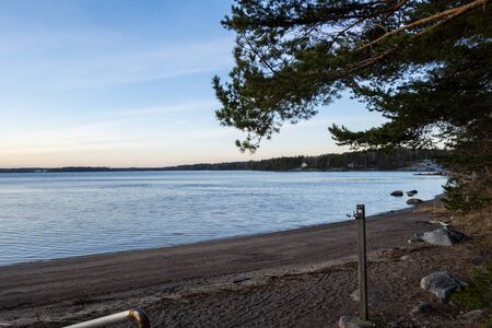 Pine forest on coast in the Gulf of Finland in morning at dawn in Finland. Beautiful northern landscape with skyline.の写真素材