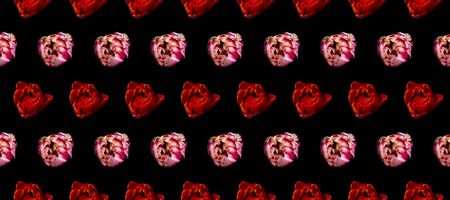 Abstract pattern bright multicolored floral flowers head, beautiful blooming tulips on black background, minimal style isometryの写真素材
