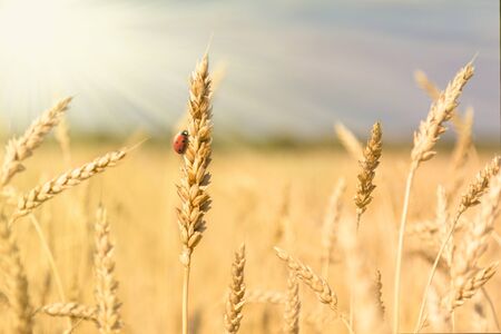 Golden spikelets of ripe wheat and ladybug on nature yellow field at sunset rays with sunshine close-up. Spring summer background, copy space.の写真素材