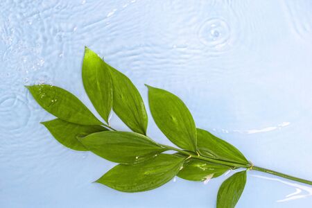 Beautiful fresh branch with green leaves with drops of water on blue background.