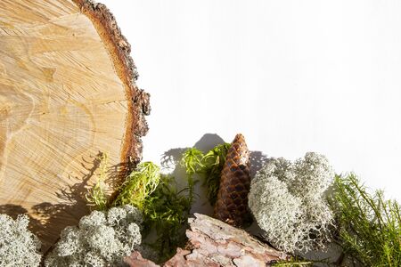 Creative background from natural forest materials - moss, tree trunk, cones, leaves, tree bark on a white background. Concept of eco, environmental protection, natural products.の写真素材