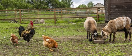 Countryside landscape whis geese, chickens, turkeys graze, sheeps in poultry yard on green grass. Rural organic nature animals farm. Panoramic view, bannerの写真素材