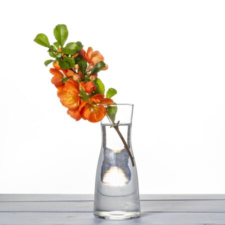 Fresh branch of blooming quince with red flowers in transparent glass vase isolated on table on white backgroundの写真素材