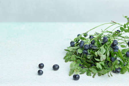 Forest blueberry branch with ripe berries on light backgroundの写真素材