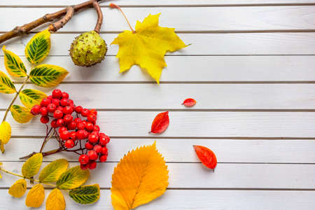 Autumn composition of fallen leaves of maple, mountain ash, chestnut on white wooden background
