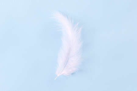 White feather on blue background. Soft delicate texture. Flat lay, top view