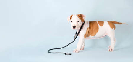 Cute American Staffordshire Terrier puppy with stethoscope on his neck on blue background. Healthcare for pet and animals. Concept of medical veterinary clinic, bannerの写真素材