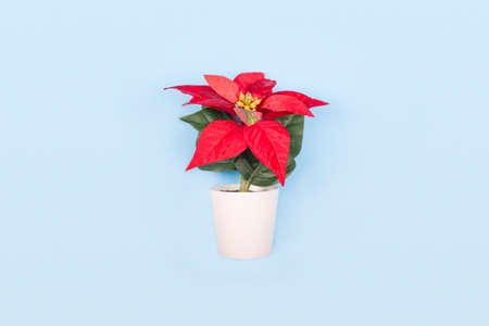 Poinsettia with star flowers for Christmas or New Year in white pot on blue background. Xmas winter holiday home decorの写真素材