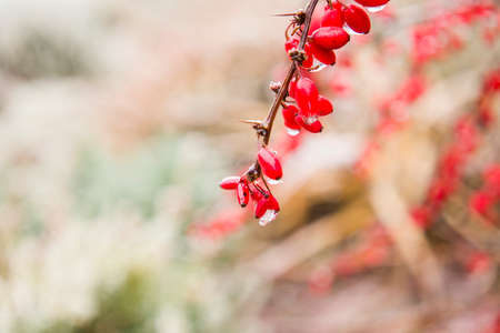 Abstract autumn background landscape in pastel light colors. Red berries of barberry on frosty day with ice droplets. Close-up, selective focus, copy spaceの写真素材