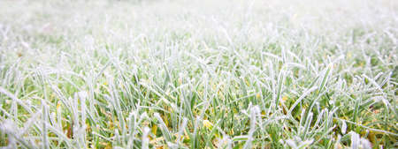 Banner frame of froze lush green grass with with ice crystals on natural blurry background. Close-up, wide format, copy space.の写真素材