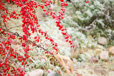 Abstract autumn background landscape in pastel light colors. Red berries of barberry on frosty day...
