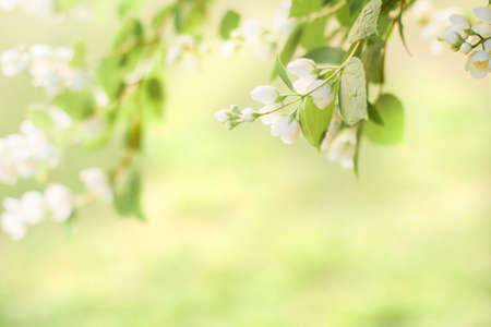 Branches of blossoming flowering plants on natural blurry background. Fresh green tree leaves of...