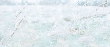 Froze lush green grass with with ice crystals on natural blurry background. Natural landscape in winter. Fog with tender bokeh. Close-up, wide format, copy space.の写真素材