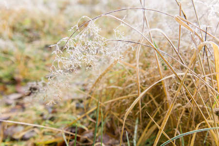 Dry spikelets of grass with ice crystals with ice crystals on natural blurry background. Natural...