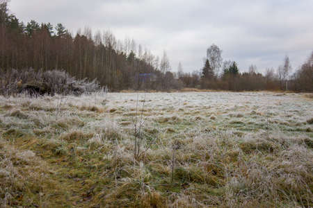 Froze lush green grass with ice crystals on natural blurry background. Autumn forest on horizon....