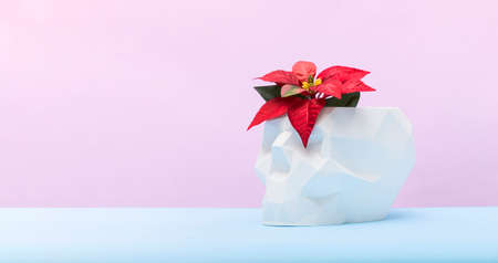 Poinsettia with star flowers for Christmas in low poly skull on pink blue background.Xmas winter holiday home decor in minimal styleの写真素材