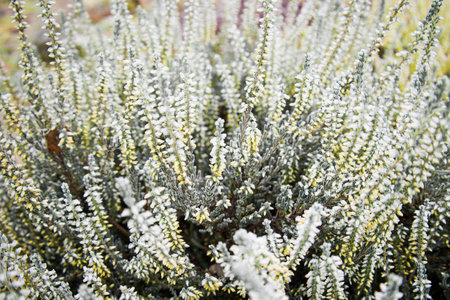 Bright colorful blooming heather Calluna vulgaris on toning in Ultimate Gray and Illuminating color. Trendy creative design in color of 2021. Selective focusの写真素材