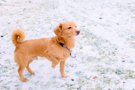 Portrait of cheerful friendly puppy dog in snowy winterの写真素材