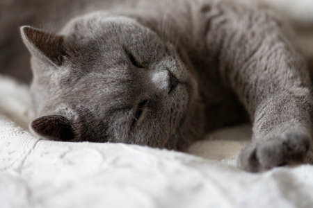 Portrait of lying gray cat with orange eyes close-up. British blue Shorthair cat. Selective focusの写真素材