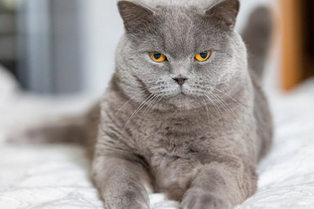 Portrait of lying gray cat with orange eyes close-up. British blue Shorthair cat. Selective focusの写真素材