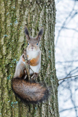 Curious squirrel sits on tree and looks down. Winter color of animalの写真素材