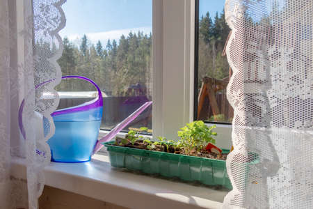 Young seedlings in peat pots with watering can on windowsill in morning sun. Natural blurred...