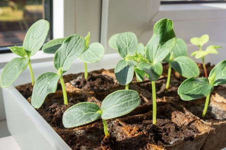 Young seedlings in peat pots on windowsill in morning sun. Natural blurred background, selective focus.の写真素材