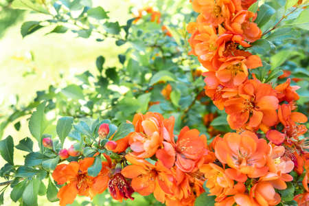 Branches of blossoming flowering plants on natural blurry background. Beautiful soft atmospheric...