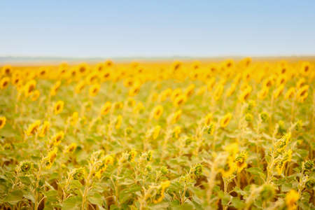 Panoramic view of field of golden yellow sunflowers on sunny summer day. Concept of agriculture and...
