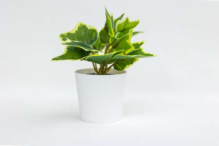 Natural green plant and flower, Fejka in white flowerpot isolated on white backgroundの写真素材