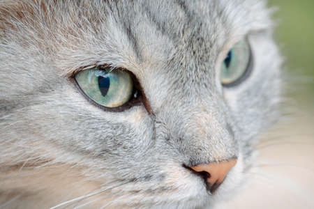 Portrait of beautiful cat. Gray fluffy kitty with green eyes on natural background, selective focus. High quality photoの写真素材