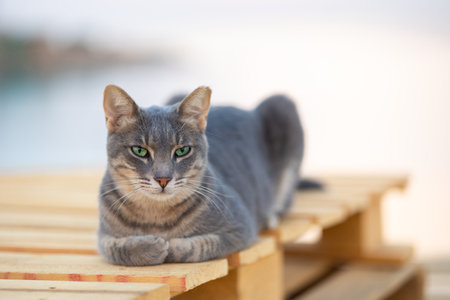 Portrait of beautiful cat. Gray fluffy kitty with green eyes on natural background, selective focusの写真素材
