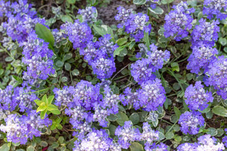 Blooming flowers on natural background. Abstract floral backdrop with soft focus, copy space. Toning...