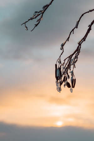 Beautiful winter landscape with field of white snow and tree branches in hoarfrost at sunset frosty day, vertical photoの写真素材