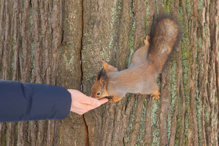 Curious squirrel sits on tree and eats nuts from hand in winter snowy park. Winter color of animal.の写真素材