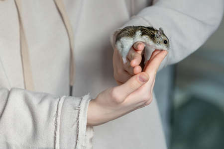 Girl is holding hamster in her hands. Childs hands with a hamster close upの写真素材