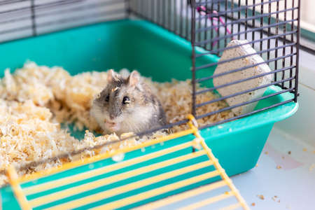 Funny hamster peeking out of cage, selective focusの写真素材