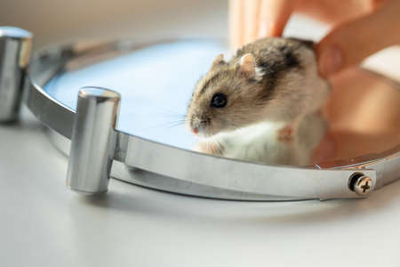 Girl playing with hamster on cosmetic mirror, close-upの写真素材